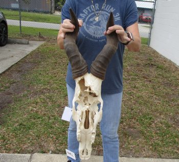 B-Grade 19" Horns on 18" Male Red Hartebeest Skull - $75