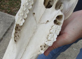B-Grade 19" Horns on 18" Male Red Hartebeest Skull - $75
