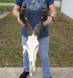 B-Grade 22" Horns on 17" Male Red Hartebeest Skull - $75