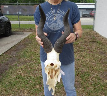 B-Grade 22" Horns on 17" Male Red Hartebeest Skull - $75