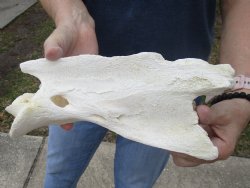 11" Giraffe Neck Vertebrae Axis Bone - $50