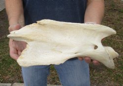 13" Giraffe Neck Vertebrae Axis Bone - $50