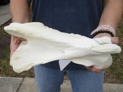 B-Grade 11" Giraffe Neck Vertebrae Bone - $40