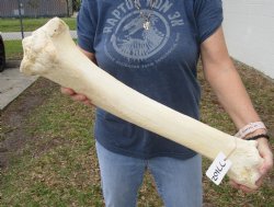 26 inch Giraffe Tibia Leg Bone piece for sale $75