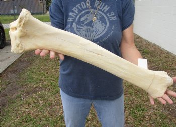 26 inch Giraffe Tibia Leg Bone piece for sale $75