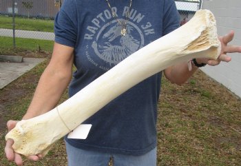 25 inch Giraffe Tibia Leg Bone piece for sale $75