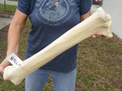 23 inch Giraffe Tibia Leg Bone piece for sale $75