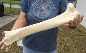 23 inch Giraffe Tibia Leg Bone piece for sale $75