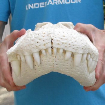 Huge A-Grade 22" Florida Alligator Skull - $350 (Signature Required)