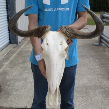 African Blue Wildebeest Skull & Mandible with 23" Horn Spread - $110
