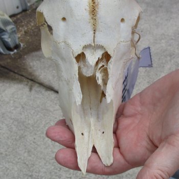 C-Grade African Impala Skull with 19" Horns - $55