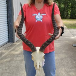 B-Grade African Impala Skull with 19" Horns - $70