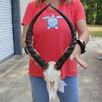 C-Grade African Impala Skull with 18" Horns - $55