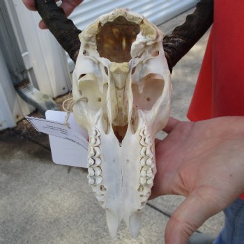 C-Grade African Impala Skull with 18" Horns - $55