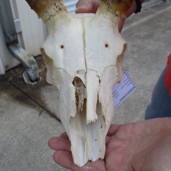 C-Grade African Impala Skull with 17" Horns - $55