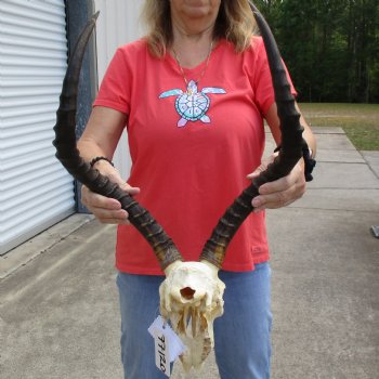 B-Grade African Impala Skull with 22" Horns - $70