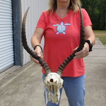 B-Grade African Impala Skull with 21" Horns - $70