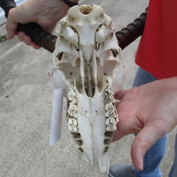 B-Grade African Impala Skull with 21" Horns - $70