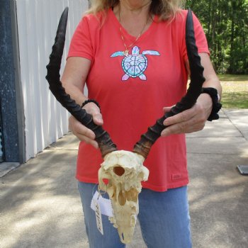 B-Grade African Impala Skull with 17" Horns - $70
