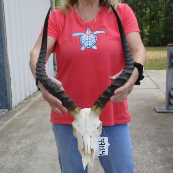 B-Grade African Impala Skull with 20" Horns - $70