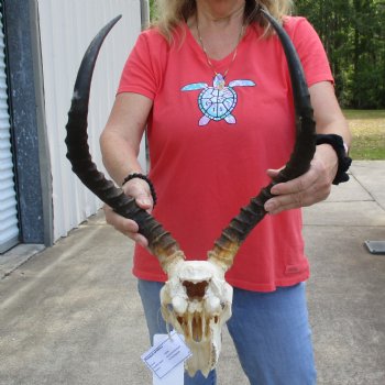 B-Grade African Impala Skull with 20" Horns - $70