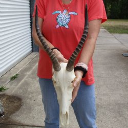 11" Female Blesbok Skull with 12" & 13" Horns - $70
