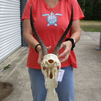 11" Female Blesbok Skull with 12" & 13" Horns - $70
