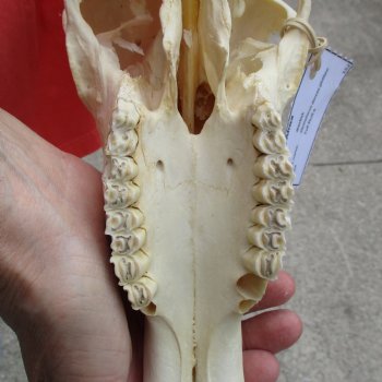 11" Female Blesbok Skull with 13" Horns - $70