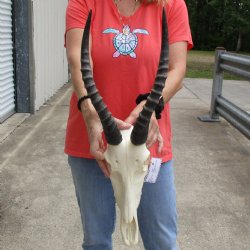 12" Female Blesbok Skull with 13" Horns - $70