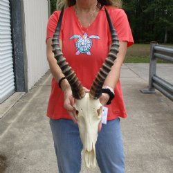 12" Male Blesbok Skull with 16" Horns - $75