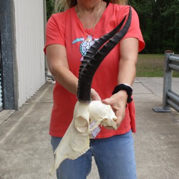 11" Female Blesbok Skull with 14" Horns - $70