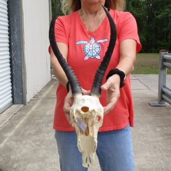 11" Female Blesbok Skull with 14" Horns - $70