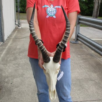 11" Male Blesbok Skull with 16" Horns - $75