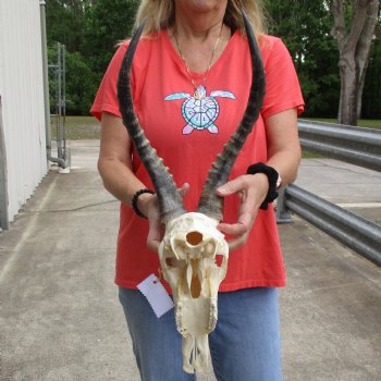11" Male Blesbok Skull with 16" Horns - $75