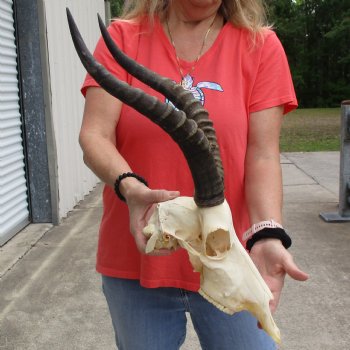 12" Male Blesbok Skull with 16" Horns - $75