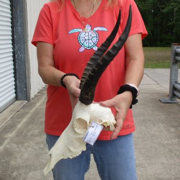 11" Female Blesbok Skull with 13" Horns - $70