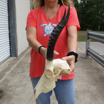11" Female Blesbok Skull with 12" Horns - $70