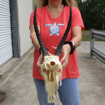 11" Female Blesbok Skull with 12" Horns - $70