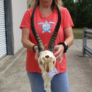 11" Male Blesbok Skull with 14" Horns - $75