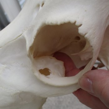11" Male Blesbok Skull with 14" Horns - $75