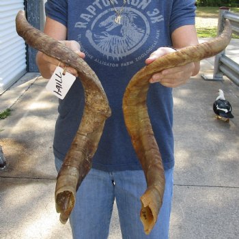 Buy this 2 pc lot of 26 and 28 inch Jumbo Goat Horns for sale - $31/lot