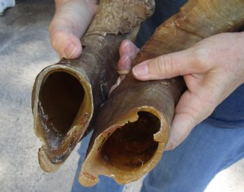 Buy this 2 pc lot of 26 and 28 inch Jumbo Goat Horns for sale - $31/lot
