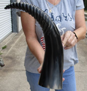 Buy Now, 22 inch Carved and Polished Spiral Cow Horn, Drinking horn - $20