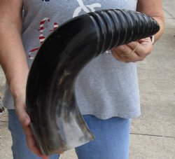 Authentic 23 inch Carved and Polished Spiral Cow Horn, Drinking horn - $20