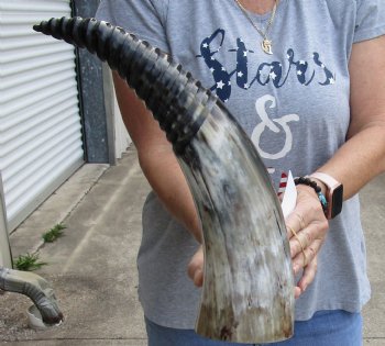 Buy Now, 18 inch Carved and Polished Spiral Cow Horn, Drinking horn - $20