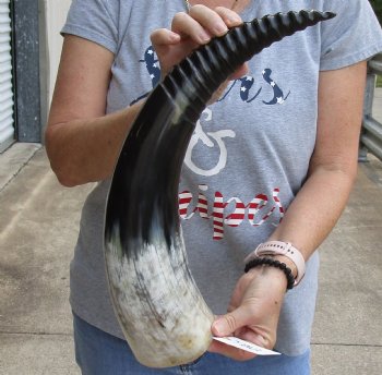 Authentic 22 inch Carved and Polished Spiral Cow Horn, Drinking horn - $20