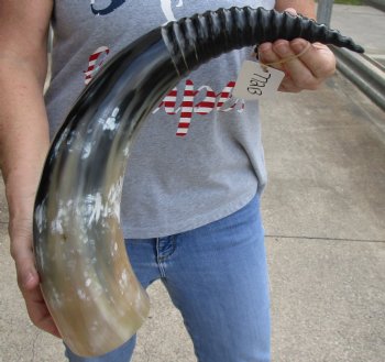 Genuine 24 inch Carved and Polished Spiral Cow Horn, Drinking horn - $20