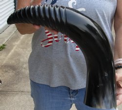 Authentic 22 inch Carved and Polished Spiral Cow Horn, Drinking horn - $20