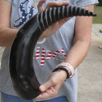 20 inch Carved and Polished Spiral Cow Horn, Drinking horn for sale $20