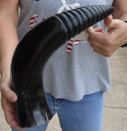 Buy Now, 21 inch Carved and Polished Spiral Cow Horn, Drinking horn - $20